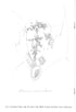 *SIGNED/ORIGINAL PENCIL DRAWING* KEVIN NOWLAN SKETCHBOOK #3 (2009) - LIMITED  #411/500