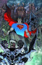 BATMAN SUPERMAN #1 VARIANT COVER B SUPERMAN