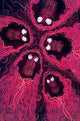 CARNAGE VOL 2 #5