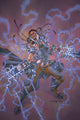EXCALIBUR VOL 3 #3