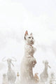 ANIMAL CASTLE #4 CVR C 10 COPY DELEP VIRGIN INCV